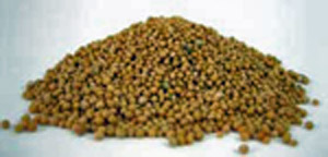 Mustard Seed